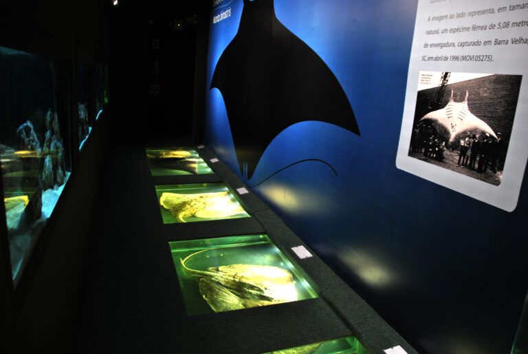 Museu Oceanogr Fico Da Univali Ter Entrada Gratuita No Dia