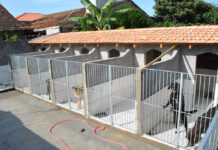 Polêmica com cães termina com pedido para adoções