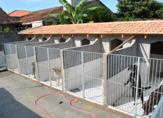 Polêmica com cães termina com pedido para adoções