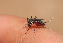 Penha liga o alerta contra dengue