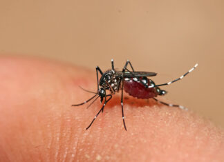 Penha liga o alerta contra dengue