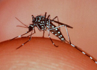 Focos de dengue sobem para cinco
