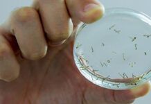 Balneário Piçarras inicia o ano com 104 focos positivos de Aedes Aegypti