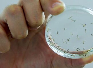 Balneário Piçarras inicia o ano com 104 focos positivos de Aedes Aegypti