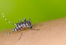 Balneário Piçarras registra primeiro caso de dengue no ano