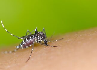 Balneário Piçarras registra primeiro caso de dengue no ano
