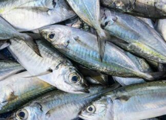 Barra Velha distribui sardinha gratuitamente nesta quinta-feira