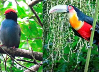 Morro do Quininho recebe evento de Observação de Aves