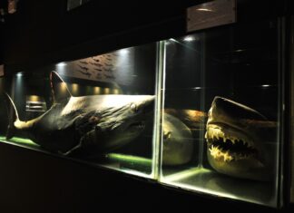 Museu Oceanográfico da Univali terá entrada gratuita no Dia Internacional dos Museus