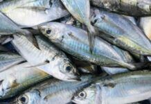 Barra Velha terá distribuição gratuita de quatro toneladas de sardinha no dia 2 de abril