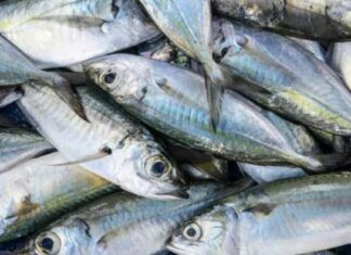 Barra Velha terá distribuição gratuita de quatro toneladas de sardinha no dia 2 de abril