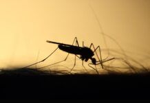 R$ 12 milhões: Governo do Estado lança editais para pesquisa e combate ao Maruim e Aedes Aegypti
