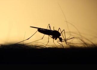 Balneário Piçarras tem construtoras como alvo em nova campanha contra a Dengue