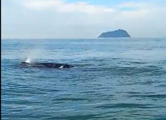Baleias começam a ser avistadas no horizonte do Atlântico
