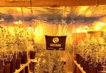 Polícia Militar prende traficante com estufa de maconha Skank, em Penha