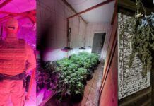PMSC localiza três estufas de maconha em residência no Centro de Balneário Piçarras