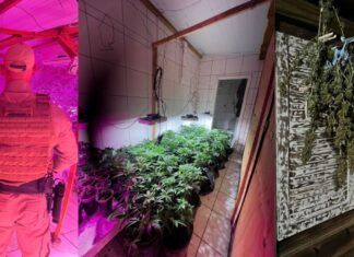 PMSC localiza três estufas de maconha em residência no Centro de Balneário Piçarras