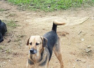 Luiz Alves prepara Mutirão de Doação de cães e gatos