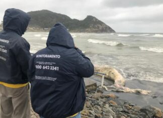 Baleia-jubarte é encontrada morta em praia de São Francisco do Sul