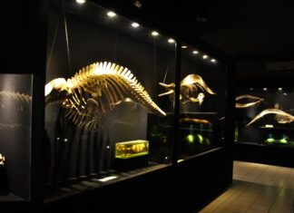 Museu Oceanográfico anuncia cancelamento de eventos no Dia Internacional dos Museus