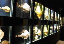 Museu Oceanográfico Univali troca doações da Campanha do Agasalho por ingressos