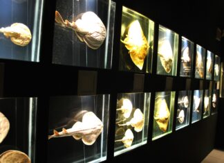 Primavera dos Museus: Museu Oceanográfico Univali tem atrações especiais neste sábado, 24