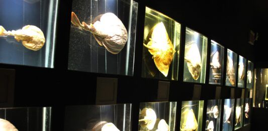 Museu Oceanográfico Univali troca doações da Campanha do Agasalho por ingressos