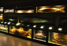 Museu Oceanográfico Univali terá bilheteria gratuita no dia internacional dos museus