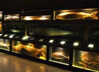 Museu Oceanográfico Univali terá bilheteria gratuita no dia internacional dos museus