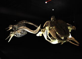 Museu Oceanográfico Univali cobrará meia entrada de todos os visitantes no dia 24