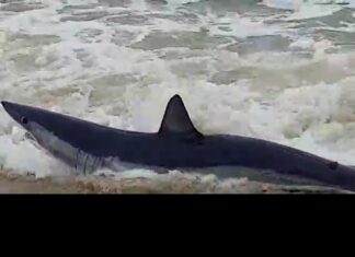 Tubarão visto em praia de Balneário Barra do Sul é devolvido ao oceano