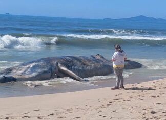 Baleia encalha na praia do Tabuleiro, em Barra Velha
