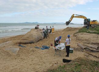 Ossada de baleia que encalhou em Barra Velha será exposta no Museu Oceanográfico