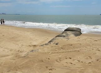 Audiência pública sobre terceiro molhe na Praia de Piçarras acontece nesta segunda (21)