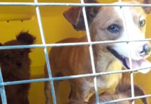 Consultas veterinárias gratuitas já ocorrem no Pet Container de Penha