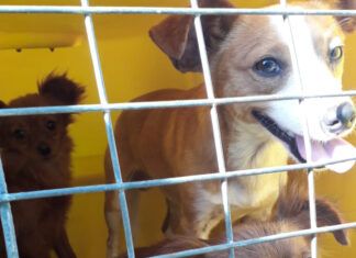 Consultas veterinárias gratuitas já ocorrem no Pet Container de Penha