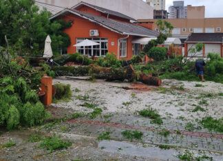 “Um dia muito triste”: enorme árvore do Restaurante Tutty´s racha ao meio