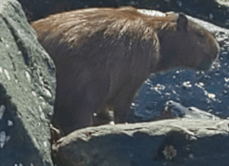 Capivara é resgatada na praia central de Balneário Piçarras