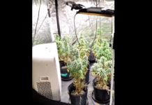Polícia Militar de Itajaí encontra estufas com produção de ‘supermaconha’