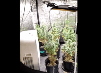 Polícia Militar de Itajaí encontra estufas com produção de ‘supermaconha’