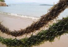 Produção de Kappaphycus alvarezii cresce e Penha é a terceira maior produtora do Estado