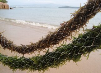 Produção da macroalga Kappaphycus alvarezii cresce e Penha é a sexta maior produtora em SC