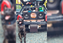 Cão farejador da Civil auxilia na prisão de suspeitos de tráfico de drogas