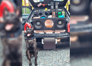 Cão farejador da Civil auxilia na prisão de suspeitos de tráfico de drogas