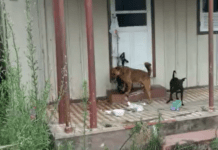 Penha: Detida por maus-tratos animais é liberada horas depois
