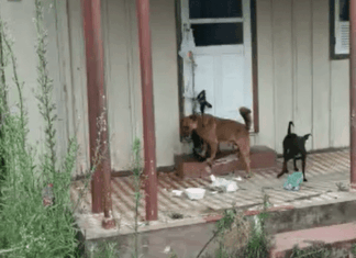 Penha: Detida por maus-tratos animais é liberada horas depois