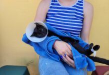 Inscrições abertas para mutirão de castração e cães e gatos