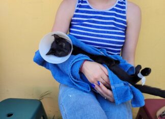 Inscrições abertas para mutirão de castração e cães e gatos