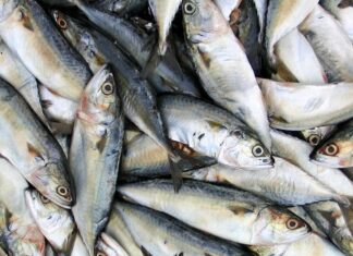 Barra Velha vai distribuir gratuitamente 8 toneladas de sardinha