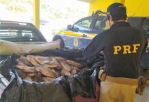 Carga de peixe sendo transportada sem refrigeração é flagrada na BR-101, em Barra Velha